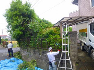 カシノキ剪定中