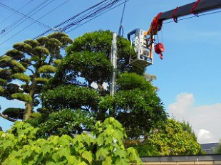 クレーン剪定作業中