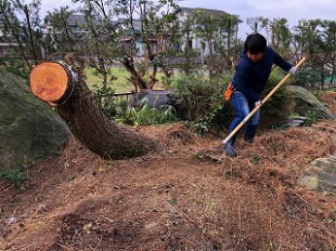 写真：高木松伐採