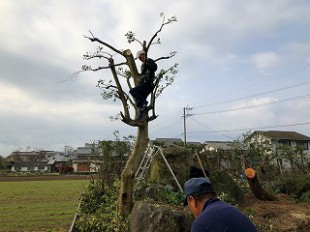 写真：モチノキ剪定後