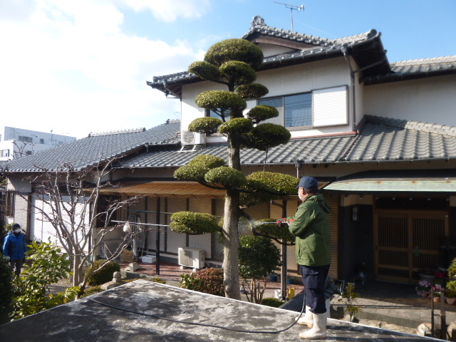 マキ 槇 の手入れや剪定 宮原福樹園