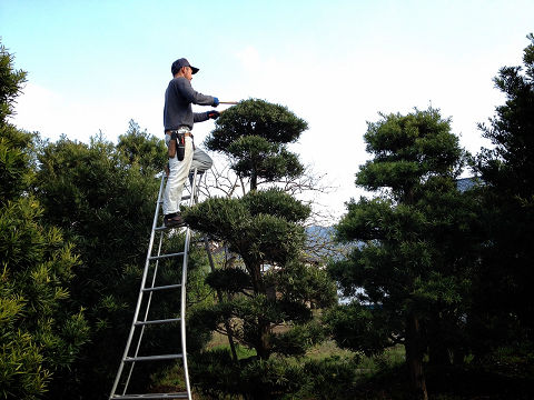 マキ 槇 の手入れや剪定 宮原福樹園